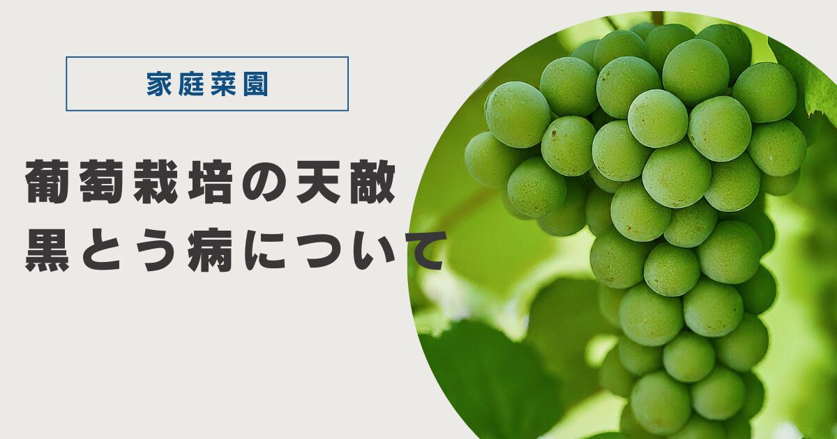 葡萄の黒とう病の症状・原因・対策について